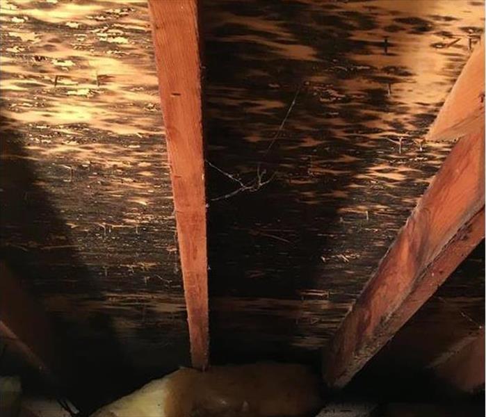 Mold in the attic
