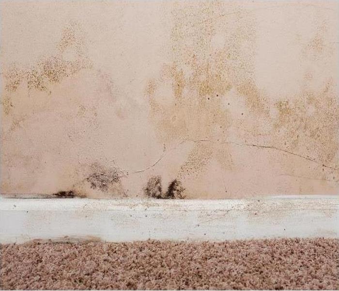 Call SERVPRO of South Orlando if you have mold damage in your South Orlando home.