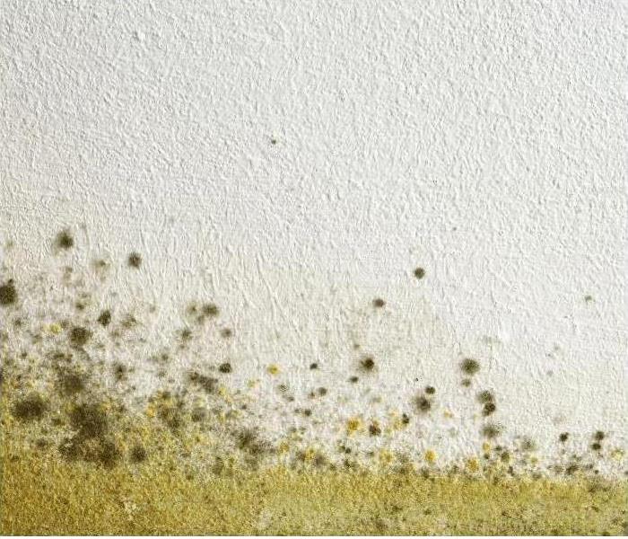 Don't let mold damage in your Orlando, FL, home stop you! Give us a call today!